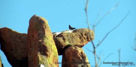 Bird on a Balanced Rock