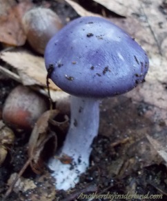 Purple Mushroom.