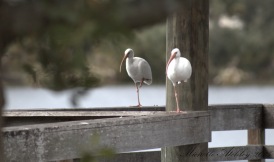 Two White Ibis