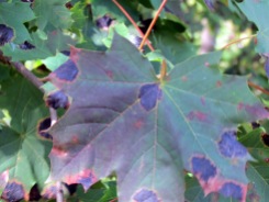 Spotty Leaves
