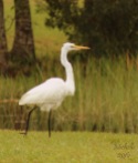 Egret On the Move