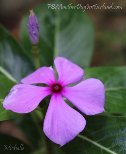 Purple Flower & Baby Bud
